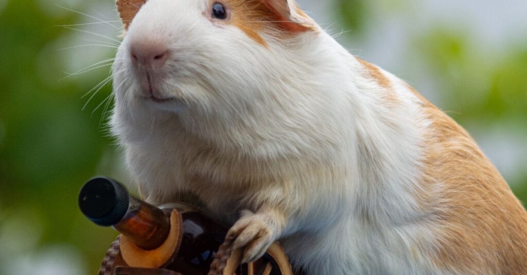 what reasons are there to shave a guinea pig