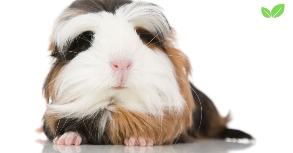 what reasons are there to shave a guinea pig