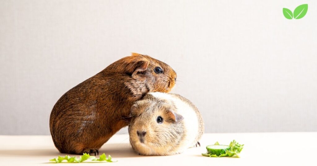 what reasons are there to shave a guinea pig