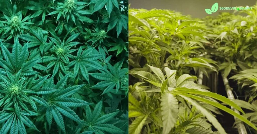 which is more expensive hydro or soil cannabis