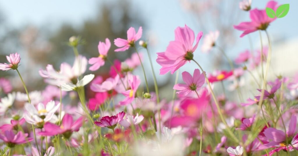 wildflower field