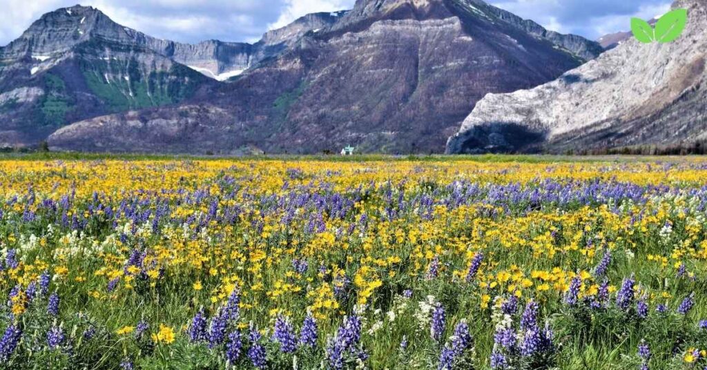 wildflower field