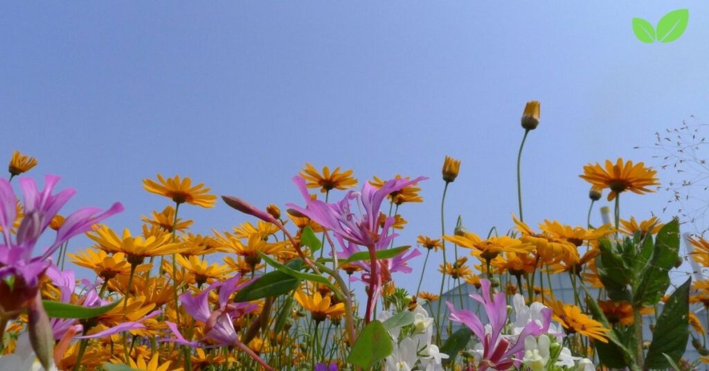 wildflower field