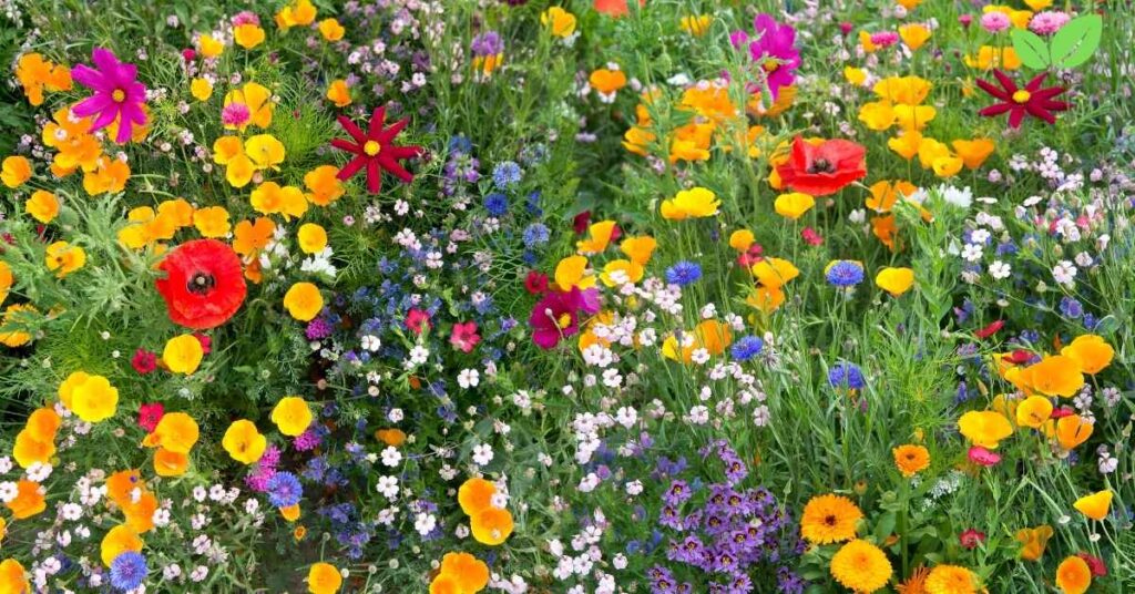 wildflower field