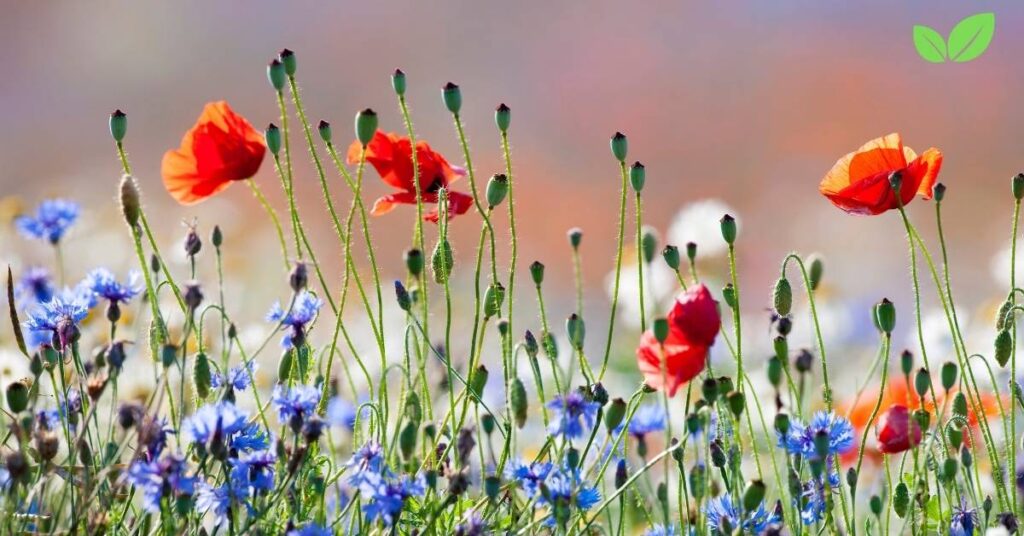 wildflower field