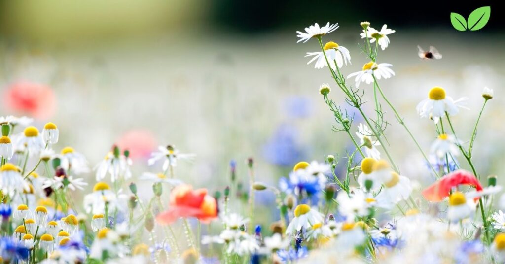 wildflower field