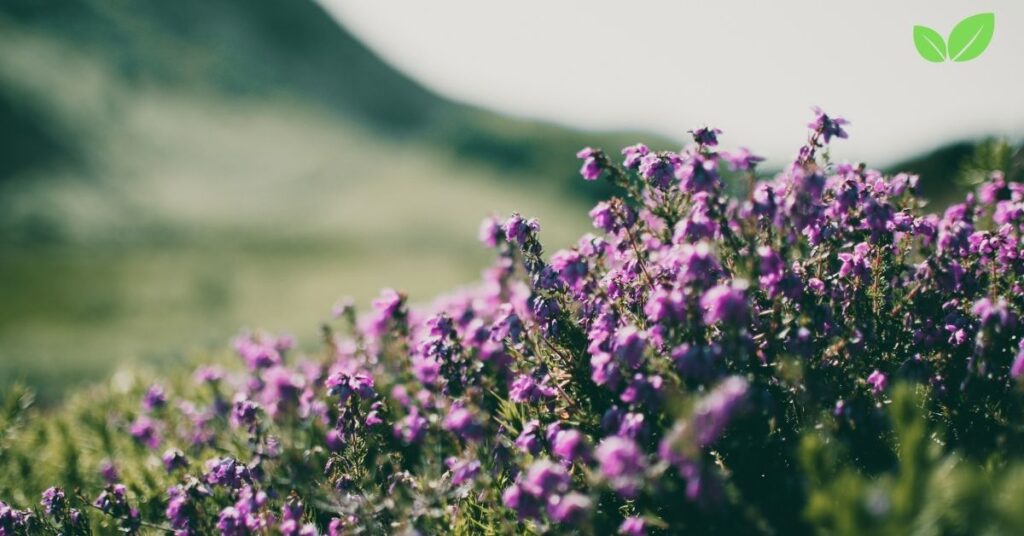 wildflower field