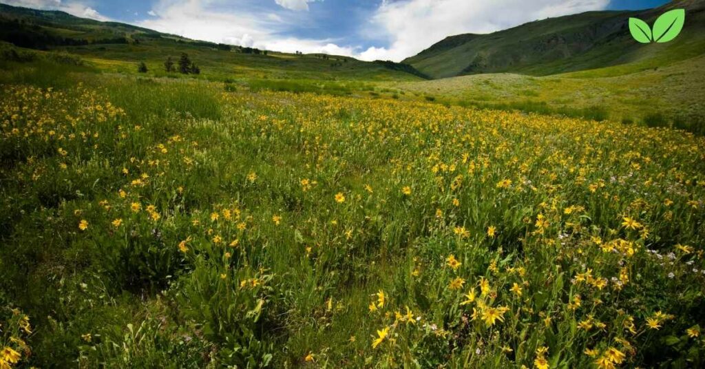 wildflower field