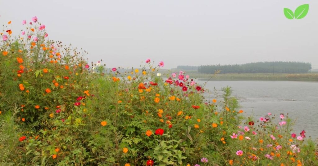 wildflower field