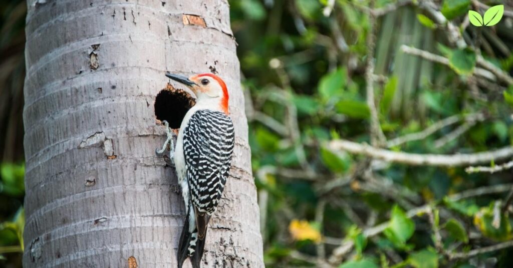 woodpecker