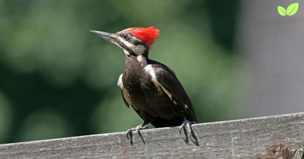 woodpecker