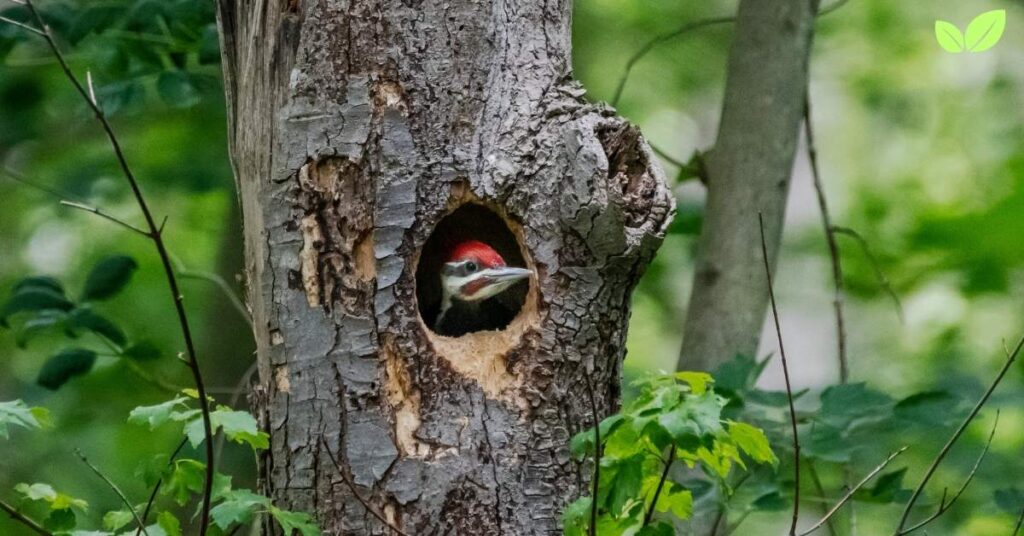 woodpecker