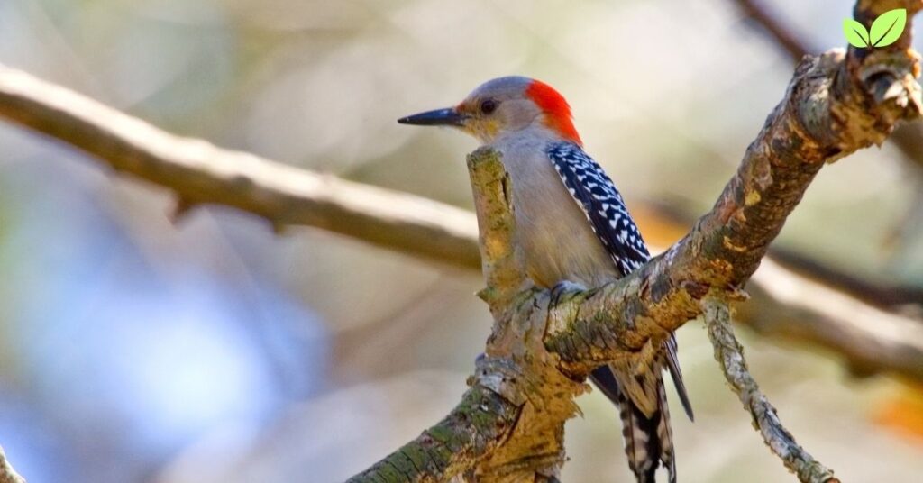 woodpecker