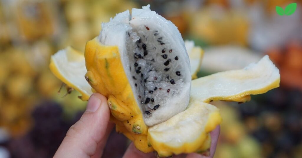 yellow dragon fruit