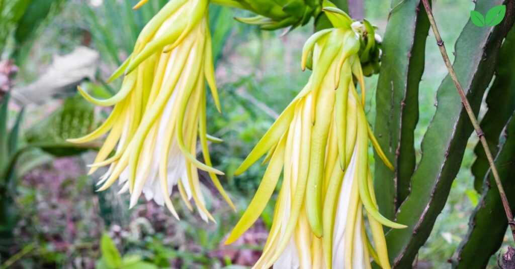 yellow dragon fruit