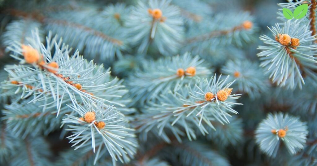 is white spruce safe to make tea with in alaska