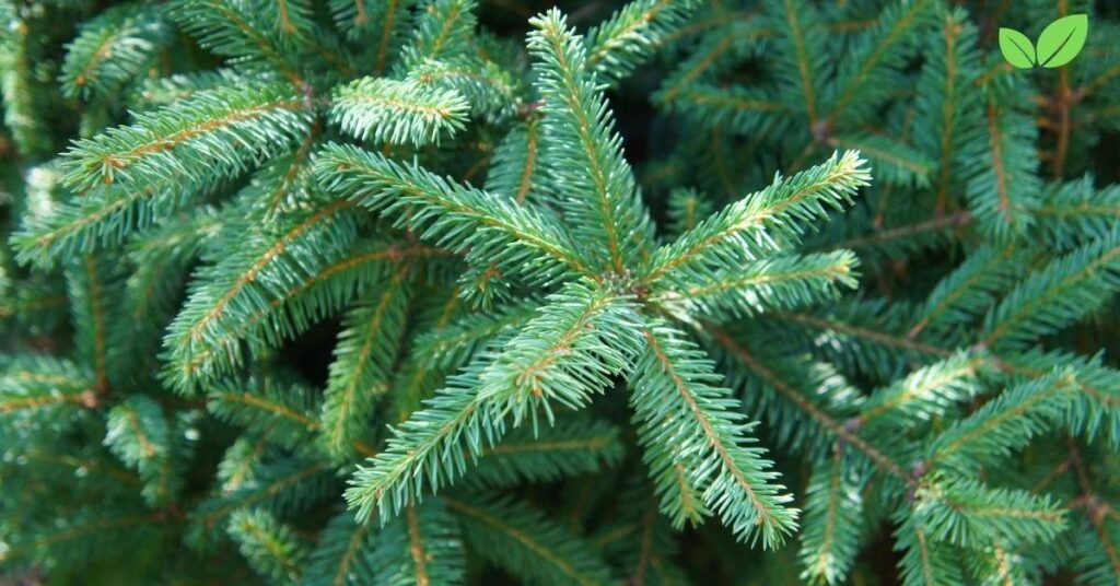 is white spruce safe to make tea with in alaska