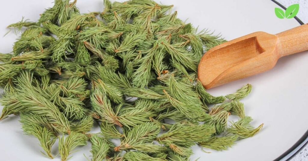 is white spruce safe to make tea with in alaska