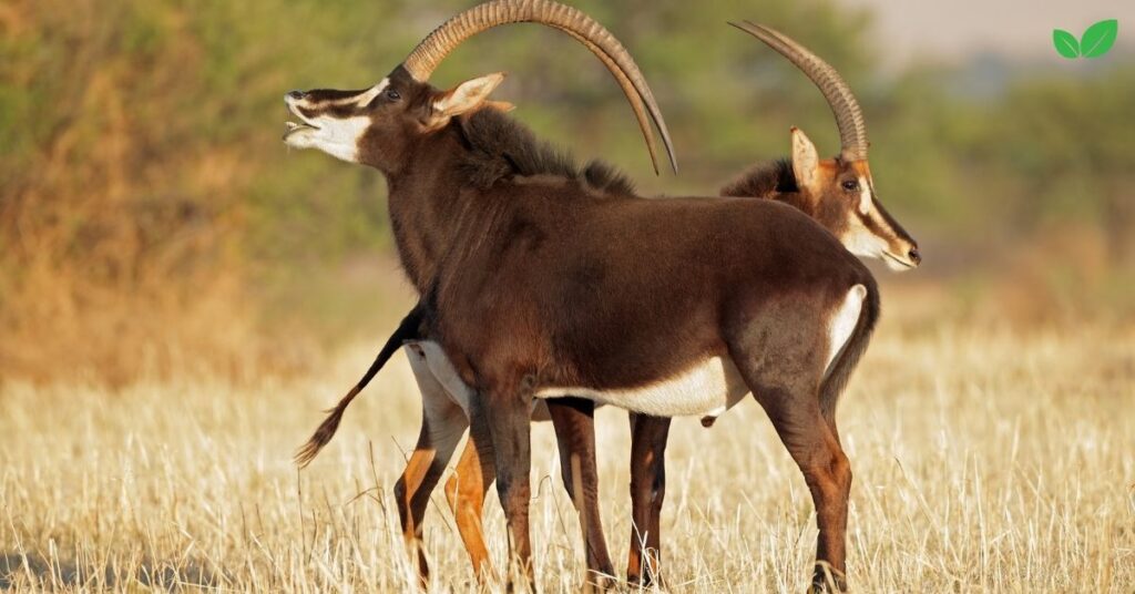 african antelopes