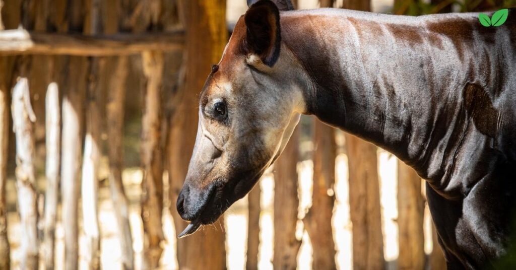 african antelopes