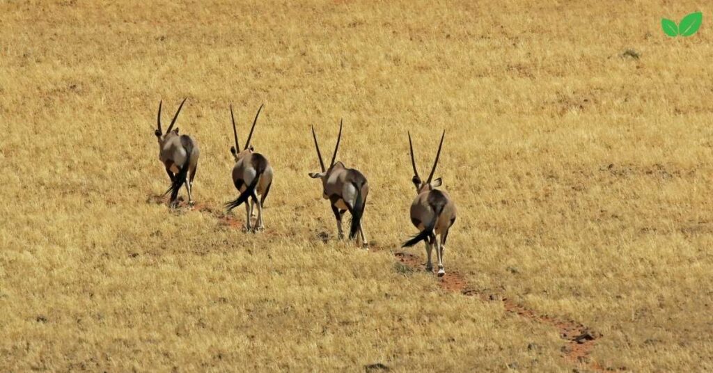 african antelopes