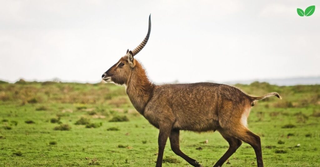 african antelopes