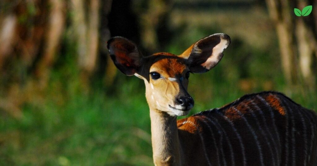 african antelopes