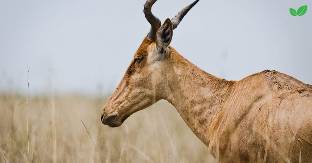 african antelopes