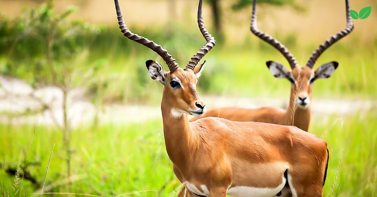 african antelopes