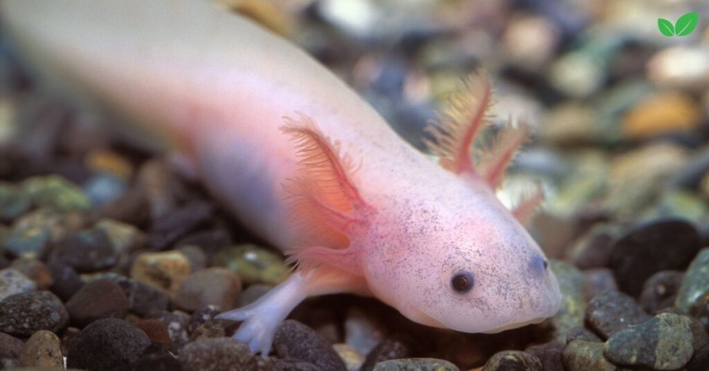 albino axolotl