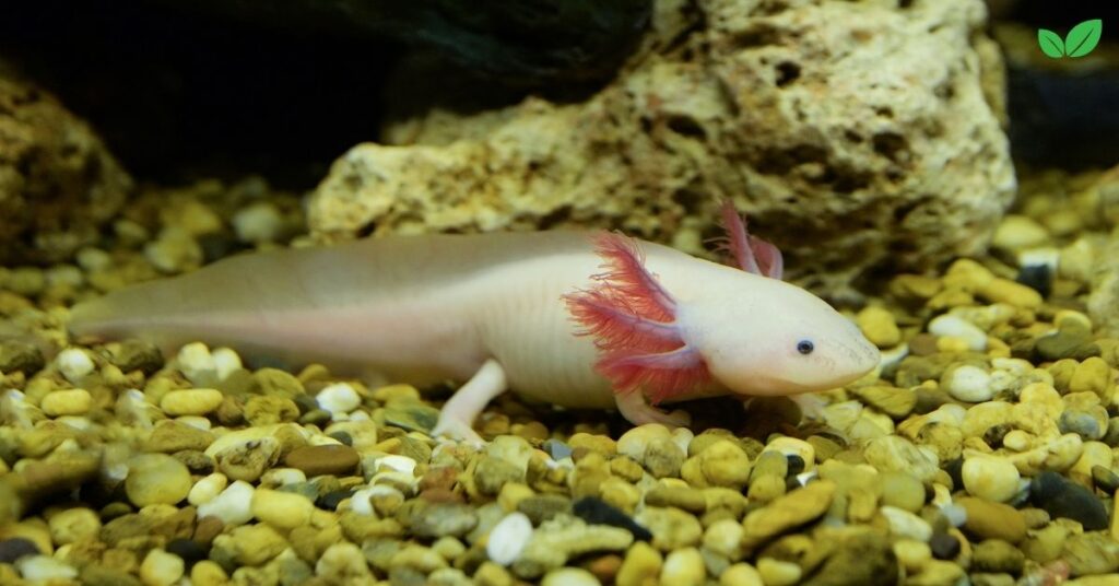 albino axolotl