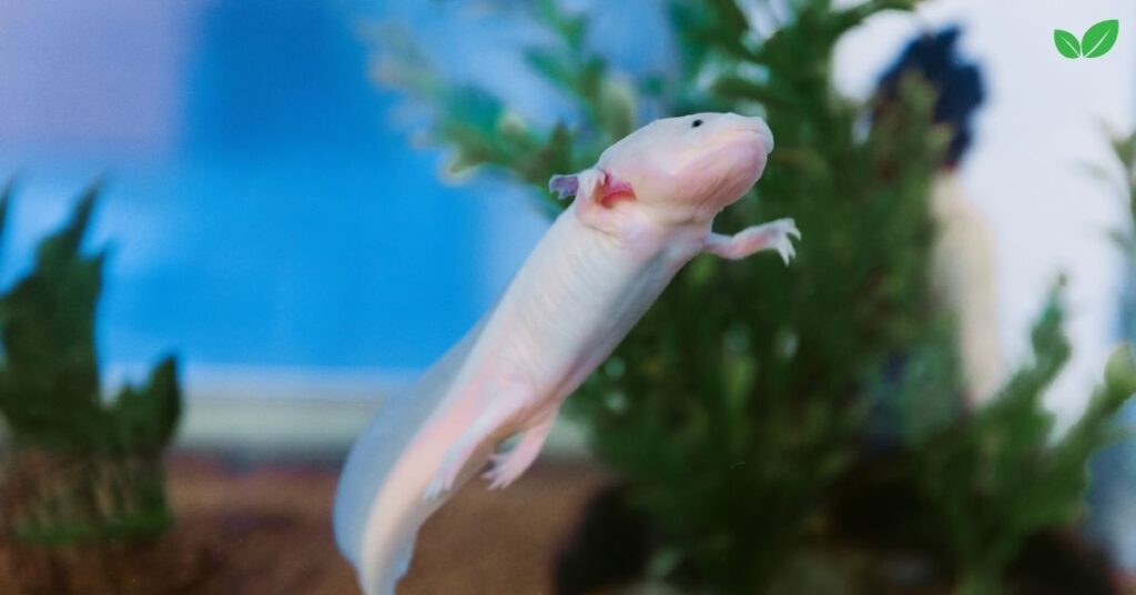 albino axolotl