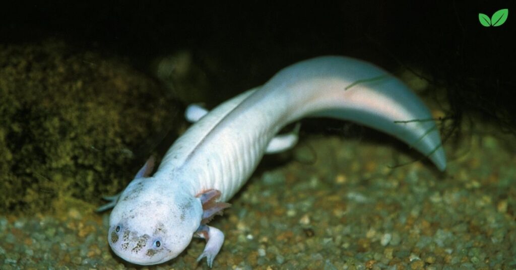 albino axolotl