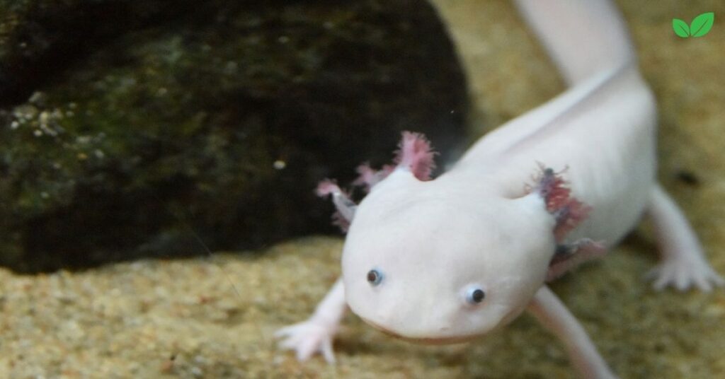 albino axolotl