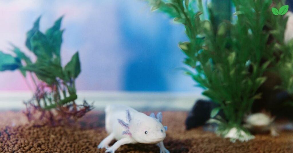 albino axolotl