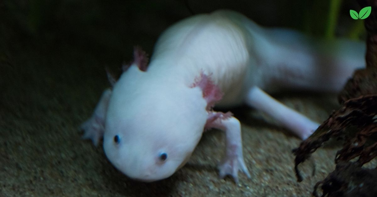 albino axolotl