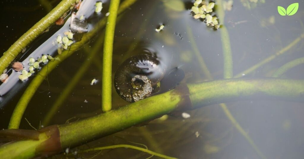 aqua spider