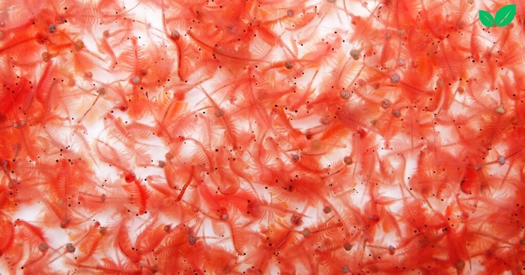 artemia shrimps