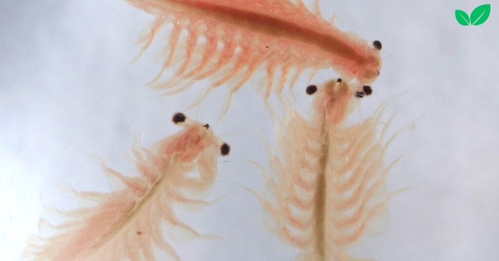 artemia shrimps