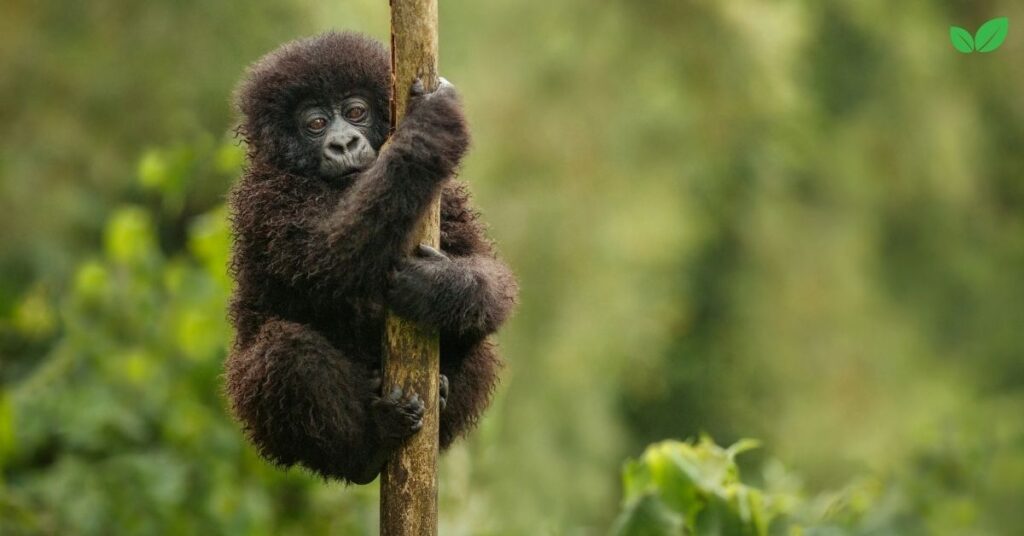 baby gorilla