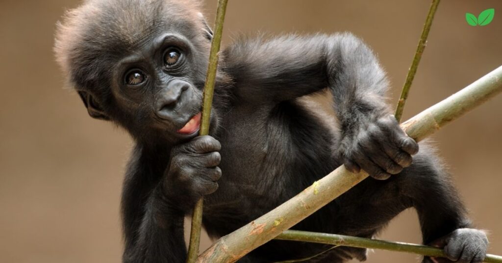 baby gorilla