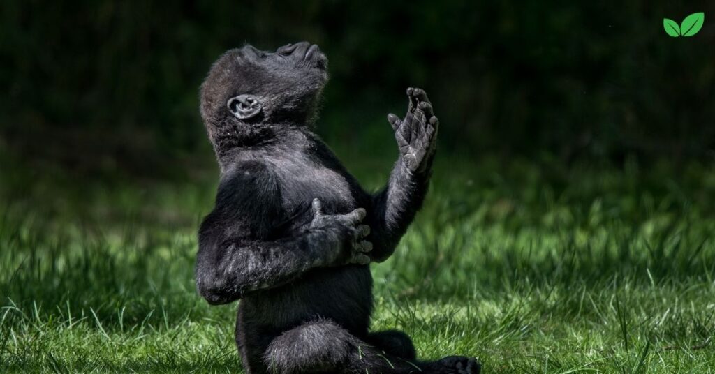 baby gorilla