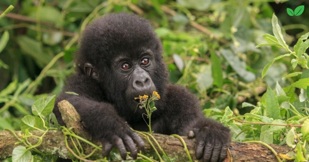 baby gorilla