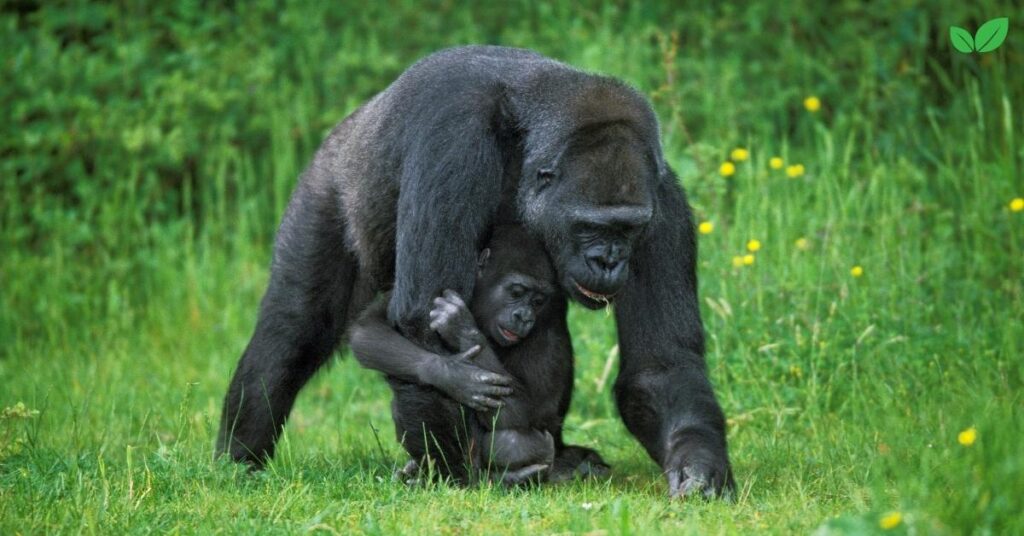 baby gorilla