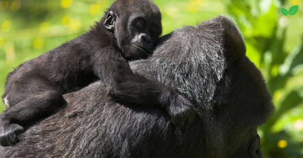 baby gorilla