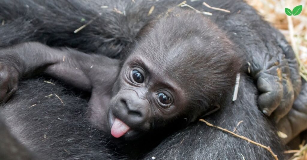 baby gorilla