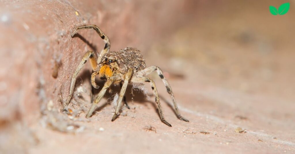 baby wolf spider