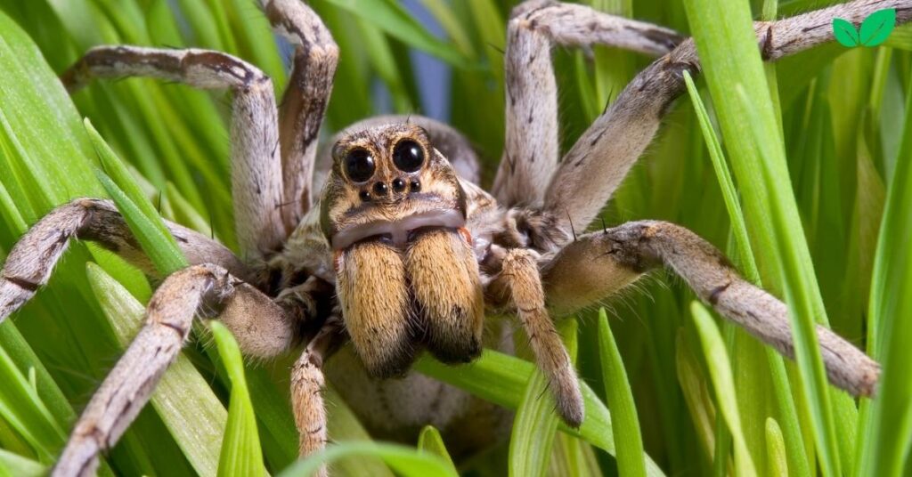 baby wolf spider