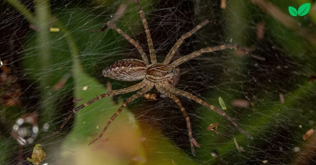 baby wolf spider