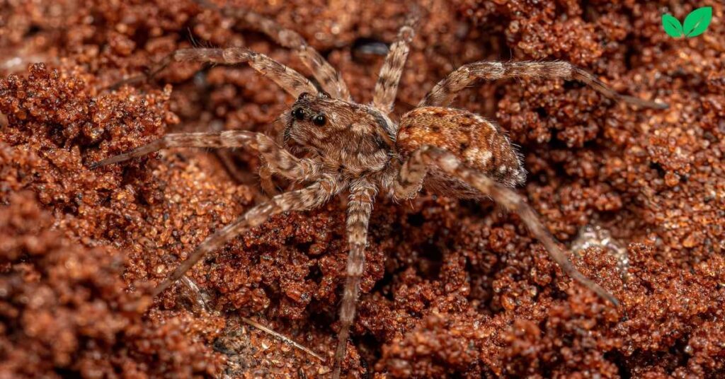 baby wolf spider